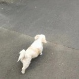 针叶林林林