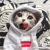 豆友262084034