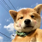 杭州布雷泽