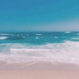 海鸥
