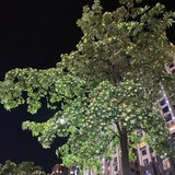 遗世独立