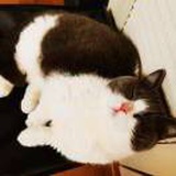 小时候的娃娃菜