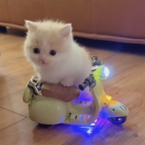 羊驼君