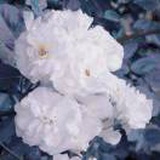 豆友0uSi6KyVvA