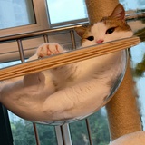 柏梧