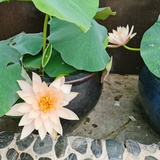 水清石