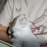 家有傻co