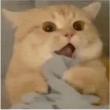 🐡迷茫的鱼鱼🐙