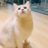 晚风与猫