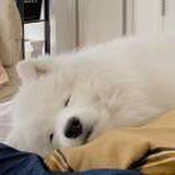 玉米糖
