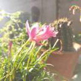 仙子狗尾巴花