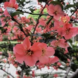 夕阳
