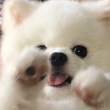咚咚锵