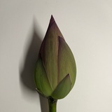 不知所以为啥