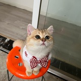大丸子呦