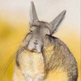 pangaroo
