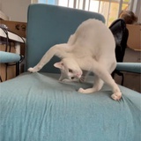 喵喵喵