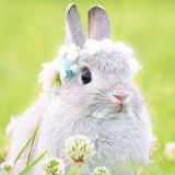 兔兔棉花糖