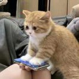 梦想当条咸鱼