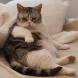 了猫