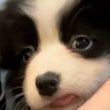 啦啦屁