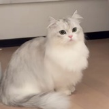 momo💎