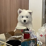 蜜桃卷卷