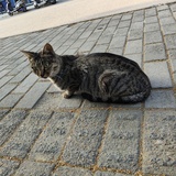 鲨雕鱼