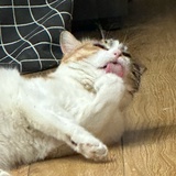 小李小李