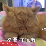 老蔫儿