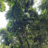 哈毛儿