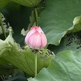 豆友264530968