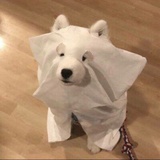 白糖加冰