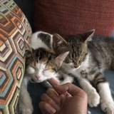 🐱