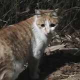 dilililili