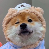 旺财（留守中）