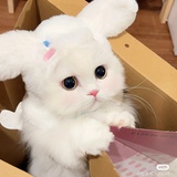 兔兔