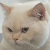 妙龄毒熊z