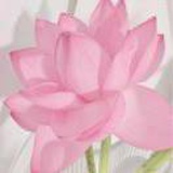 好运莲莲