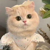 猫肚子
