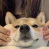 天选笨比