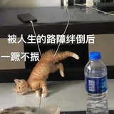 红烧兔头