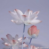 盆盆子
