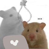不要打扰老鼠🐭