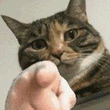 c六十二颗梨