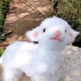 甜甜呀甜甜