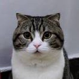 夏一的猫