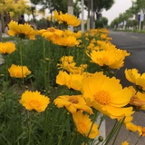 羚羊夫人