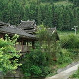 离离原上草