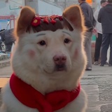 紫苏脆李